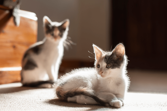 Pet shop supermarket kittens